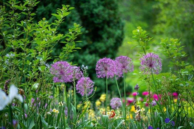 MapleBloom Garden Co.