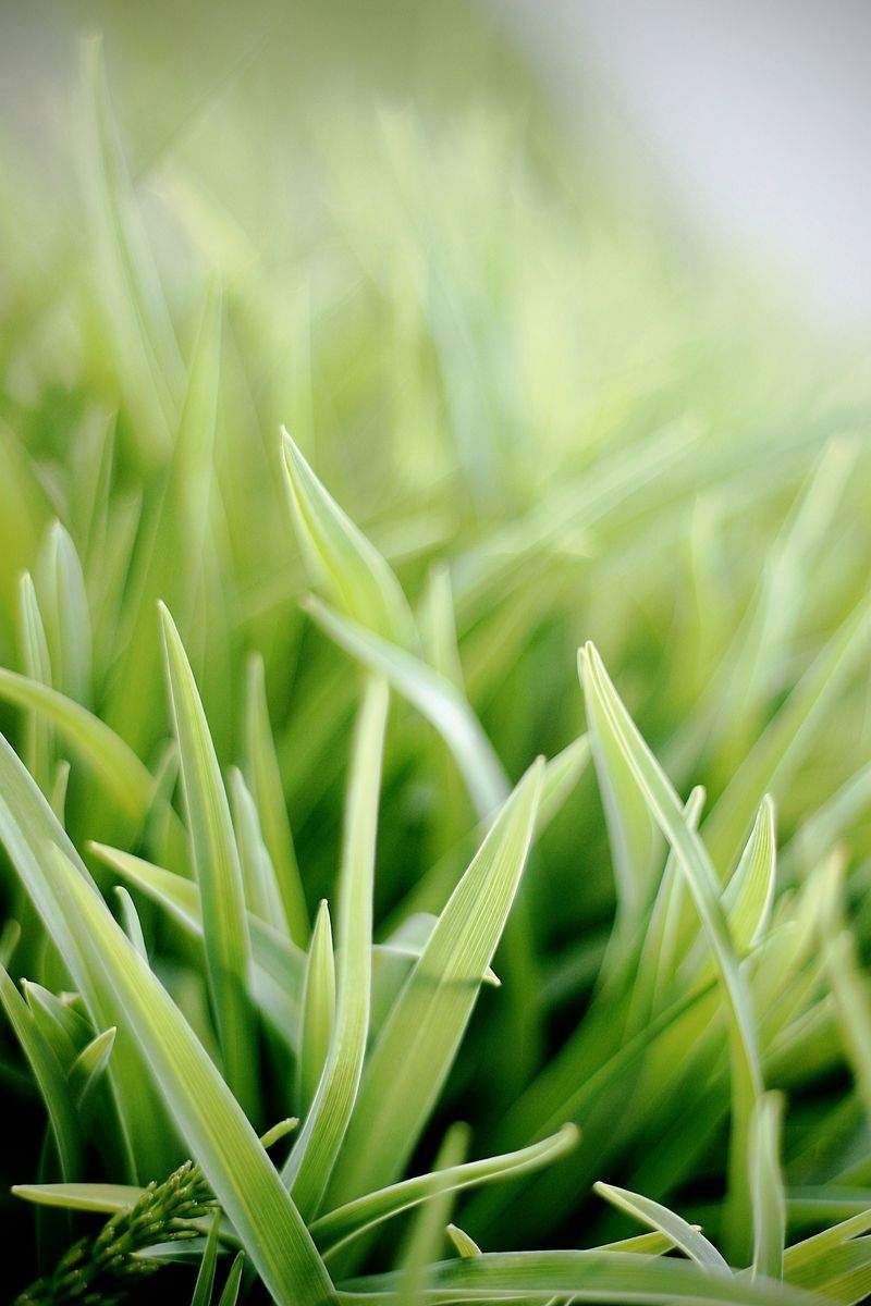 Lawn edging and bed maintenance